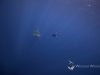 Pierre getting closer to a great white shark