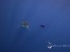 Pierre really close to a great white shark