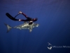 Fred follows a great white shark