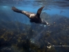 Guadalupe Fur seal
