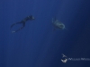 Great White Sharks