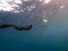 annie_spotted_dolphins