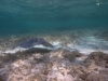 Rays and dolphins of Bimini