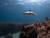 Caribbean reef shark and freediver