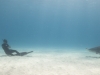 Casual great hammerhead shark encounter