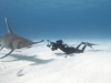 CJ Crooks in the good company of a great hammerhead shark
