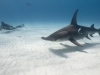 CJ Crooks in the good company of a great hammerhead shark