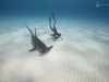 CJ Crooks in the good company of a great hammerhead shark