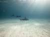 Casual freediving with a great hammerhead shark
