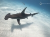 Great Hammerhead Shark