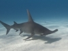 Great hammerhead shark