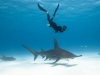 Great Hammerhead Shark and Dr Tristan Guttridge