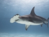 Sharks of Bimini