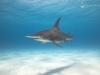 Eye to eye with a great hammerhead shark