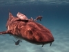 Nurse shark