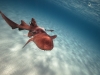 Nurse shark