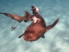 Nurse shark