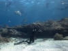 Freedivers in Bimini