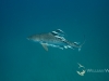 Sharks of South Africa