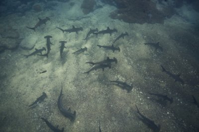 Hammerhead sharks in Malpelo