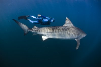 Tiger shark and William