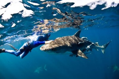 hands on tiger shark