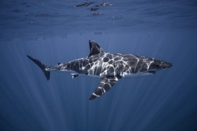 Great White Shark