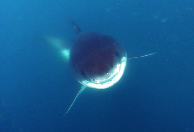 Great White Shark