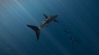 Great white shark and William Winram