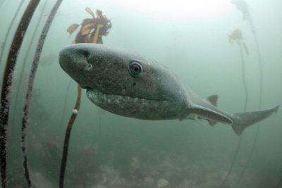 Cowshark