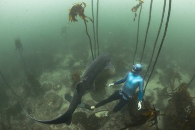 Cowshark and William