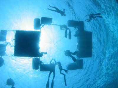 A view from below