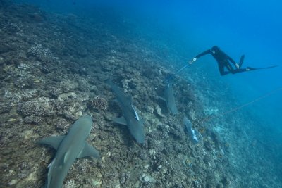 Fred tagging a lemon shark