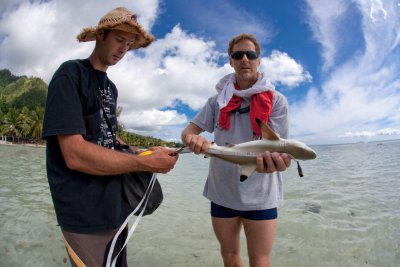 Baby blacktip reef shark measurements