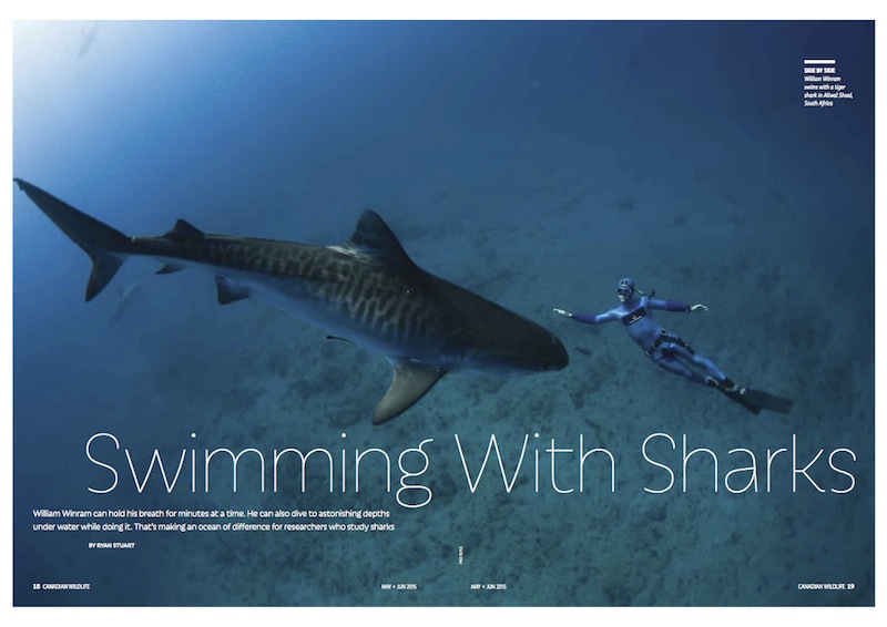 Swimming-with-Sharks