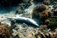 Hollywood to the Rescue of Sharks