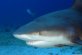 Open Letter about Shark Attacks