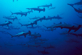 Scalloped Hammerhead Sharks