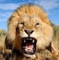 Up-Roar